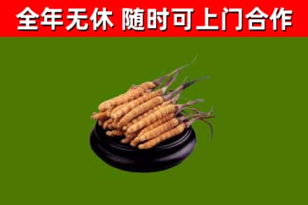 盘山烟酒回收冬虫夏草.jpg